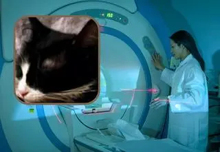 Wykorzystał szpitalny sprzęt, aby ratować kota. Jego sprawą zajmuje się prokuratura 