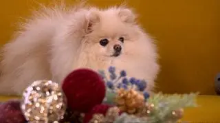 Mały psi słodziak o groźnym charakterze. "Nie ma hamulców i nie czuje lęku"