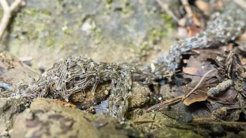 Niecodzienne zjawisko w Bieszczadach. "Dawniej wierzono, że przynosi to nieszczęścia i choroby"