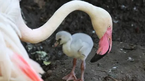 Gdańsk. Narodziny flamingów w zoo