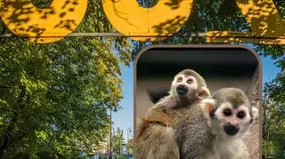Trójka uroczych maluchów przyszła na świat w warszawskim ZOO. "Mają wyjątkowo duże mózgi"