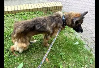 Weterynarz zaniedbuje swoje psy? "Były w tragicznej formie, obraz nędzy i rozpaczy"