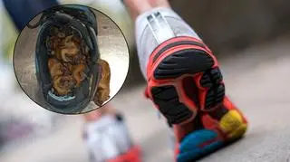 Strażnicy miejscy nie mogli uwierzyć. W bucie ukryło się stado nietoperzy