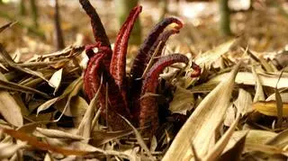 Clathrus archeri