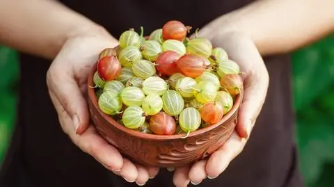 Ile kosztuje agrest? Cena może szokować
