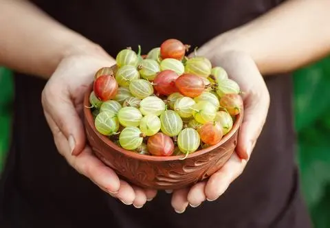 Ile kosztuje agrest? Cena może szokować