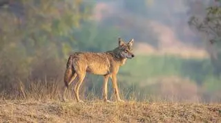 Wilki atakują ludzi. Nie żyje już 7 osób 