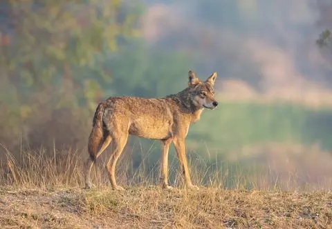 Wilki atakują ludzi. Nie żyje już 7 osób 