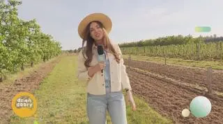 Zimna Zośka chodzi po wsiach 