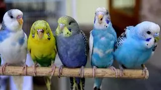 Hodowla papugi falistej. Oswajanie, rozmnażanie, żywienie