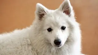 Szpic japoński - śnieżnobiały stróż z charakterem