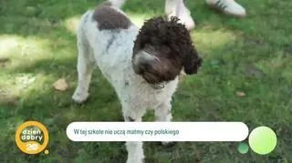 Pieski powrót do szkoły - napisy