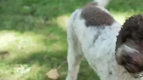 DD_20251010_Pieski_rep_napisy