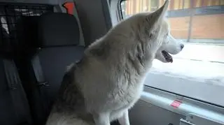 Pies sam podróżował pociągiem 