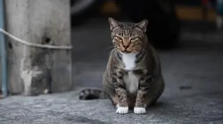 Wielka Brytania. Zagubiony kot odnalazł się po 7 latach