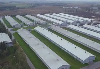 Ekspansja ferm drobiowych. Dlaczego nie ma przepisów chroniących mieszkańców?