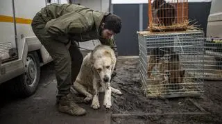 Animal Helper, czyli 112 dla zwierząt potrzebuje pomocy. Sprawdź, jak możesz wesprzeć jego działanie