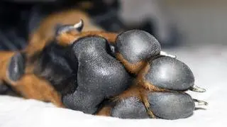 Czym smarować modzele u psa? Profilaktyka i leczenie