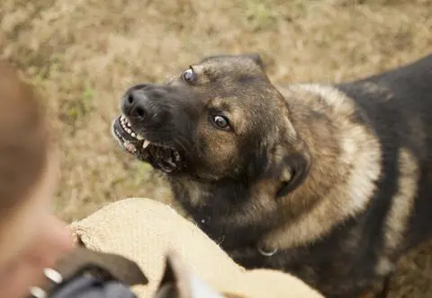 Sąsiedzi zabrali głos w sprawie śmiertelnie pogryzionej 7-latki. "Dzieci są sprytne"