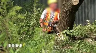 Mieszkańcy oburzeni planami wycinki ponad 1000 drzew. "Gigantomania i lenistwo projektantów"