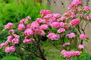 Kalmia szerokolistna