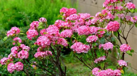 Kalmia szerokolistna
