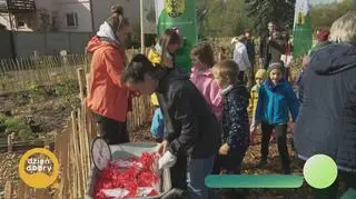 Polskie lasy rodem z Japonii 