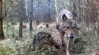 Zniknięcie Minki. Co stało się z wilczycą z Borów Tucholskich? "To bardzo przykra historia"