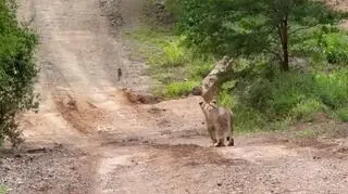 Guziec walczy o życie