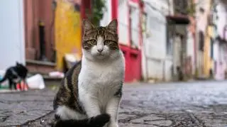 Co jedzą miejskie koty? Urocze zdjęcia w social mediach zdradzają więcej, niż myślisz