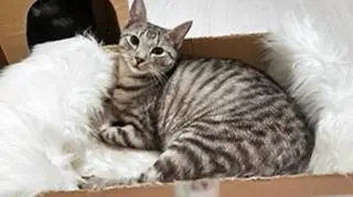 20 tys. zł za odnalezienie pupila