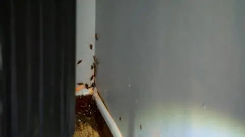 Uwaga TVN. Prusaki w kamienicy w Chełmie