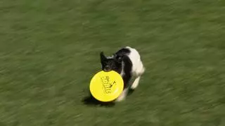 Beza - latający pies 