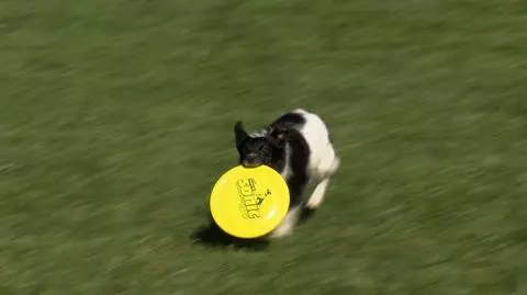 Mistrzostwa Europy w psim frisbee - na czym polegają? Pies Beza z tytułem
