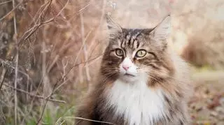Kot norweski leśny – najważniejsze informacje o hodowli, pielęgnacji i charakterze