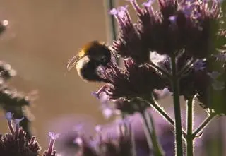 Mikołaj Rey w lawendowej krainie. Do czego można wykorzystać tę niezwykłą roślinę?  