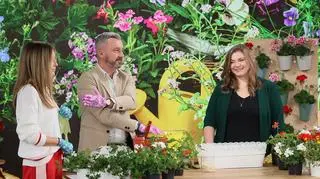 Jak sadzić i pielęgnować pelargonię?