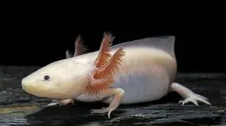 Aksolotl meksykański