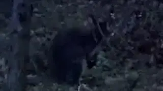 Kangur pojawił się na ulicy jednego z miast 