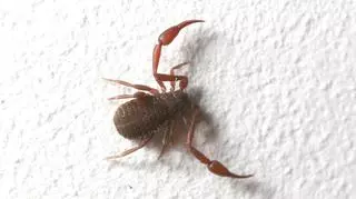 "Polski skorpion" może pojawić się nawet w naszych łóżkach. Czy jest niebezpieczny?