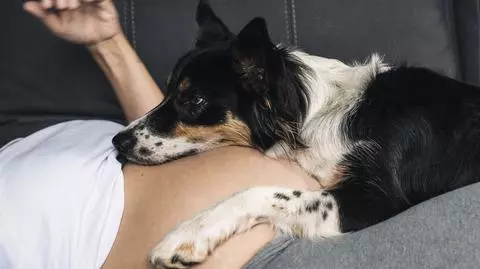 Pies wykrył chorobę u ciężarnej i uratował dziecko 