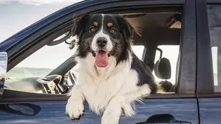 Samochodowa mata dla psa – jaką najlepiej wybrać?