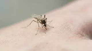 Co sprawia, że jesteśmy atrakcyjni dla komarów? Badacze doszli do ciekawych wniosków   