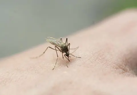 Co sprawia, że jesteśmy atrakcyjni dla komarów? Badacze doszli do ciekawych wniosków   