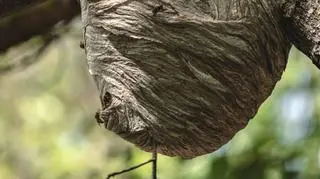 Leśnicy z Bieszczad wystosowali komunikat: "Uważajcie na siebie!"