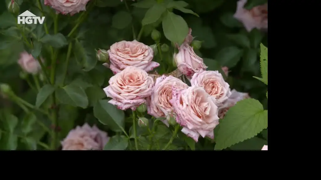 20240418_HGTV_MWO_Roze