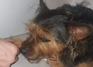 Kundelek Miki potrzebuje pomocy