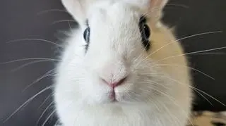 Królik Hototka do adopcji