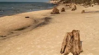 Niezwykłe miejsca w Polsce idealne na długi weekend. "Konary dawnej puszczy sprzed 3 tys. lat"