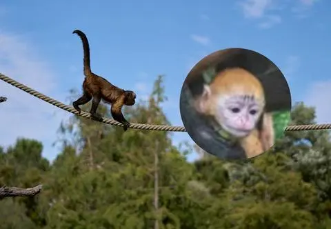 Lutung urodził się w łódzkim zoo. "Maluchem opiekuje się nie tylko matka"